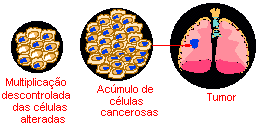 progressão da promoção da iniciação da carcinogênese